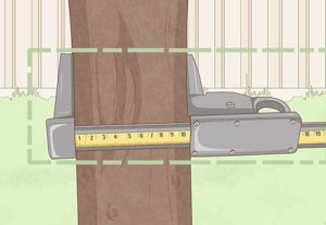 Measuring a tree with a caliper