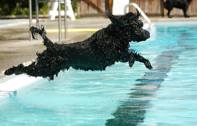 Pooch plunge photos